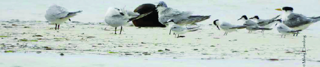 terns